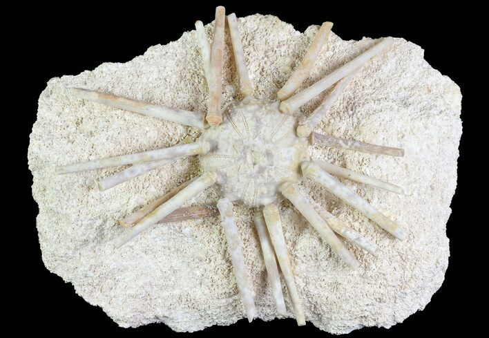 Cretaceous Fossil Urchin (Goniopygus) - Talsint, Morocco #77234
